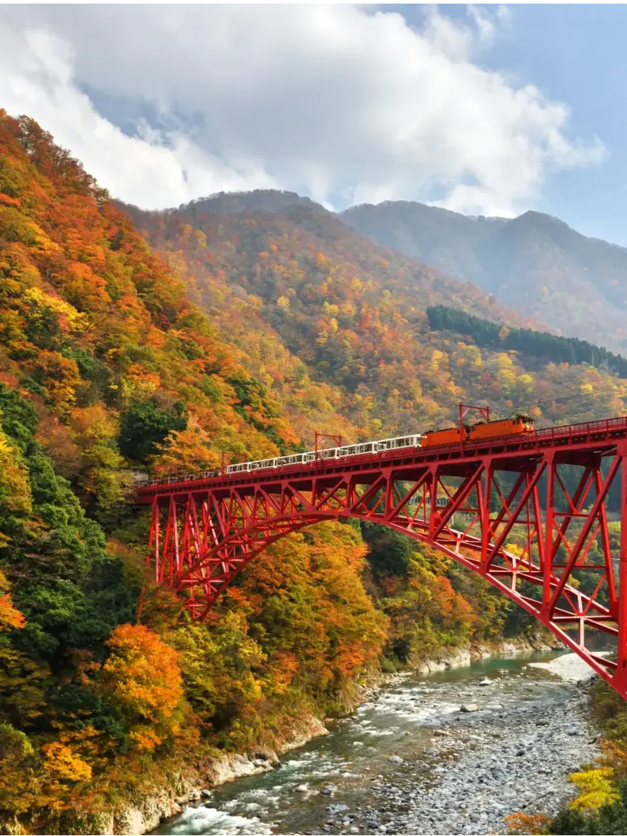 紅葉の黒部峡谷に架かる赤い鉄橋とトロッコ電車