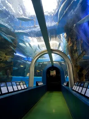 魚津水族館の水中トンネルから眺める水槽